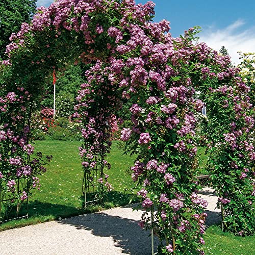 Ramblerrose 'Veilchenblau®' von Garten Schlüter