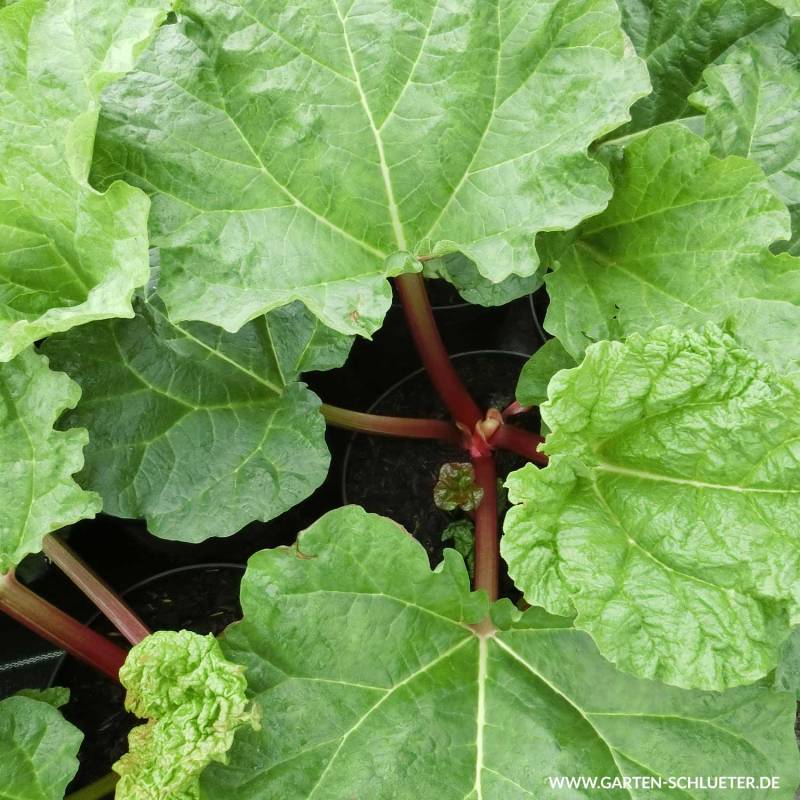 Rhabarber &#039;Holsteiner Blut&#039; 5 Liter Container Lieferform: Im 5 Liter Topf von Garten Schlüter