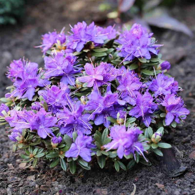 Rhododendron &#039;Azurika&#039; Liefergröße: 25-30 cm von Garten Schlüter