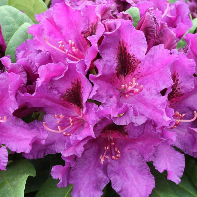 Rhododendron &#039;Azurro&#039; Container, 30-40 cm Liefergröße: 30-40 cm von Garten Schlüter