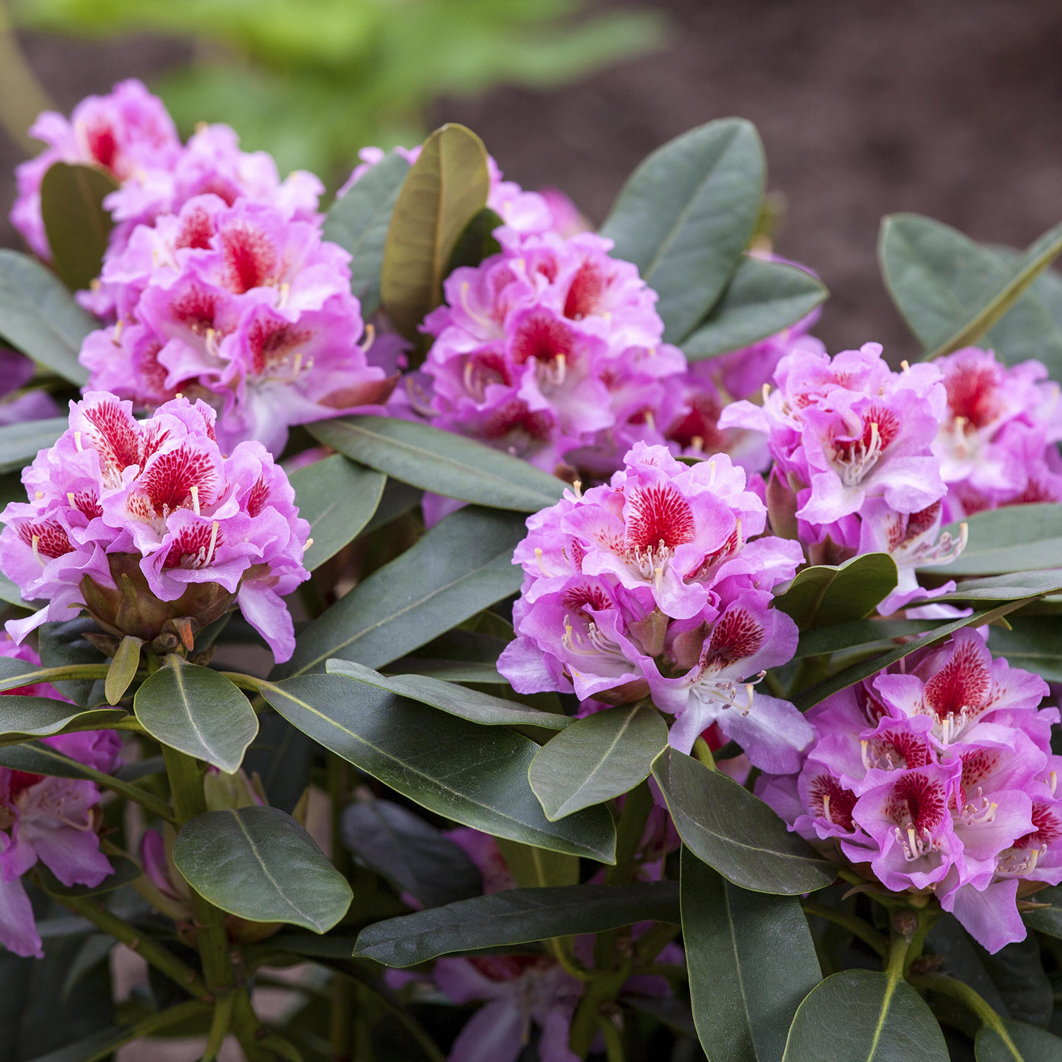 Rhododendron &#039;Belami®&#039;  Container, 30-40 cm - KLASSISCH Liefergröße: 30-40 cm von Garten Schlüter