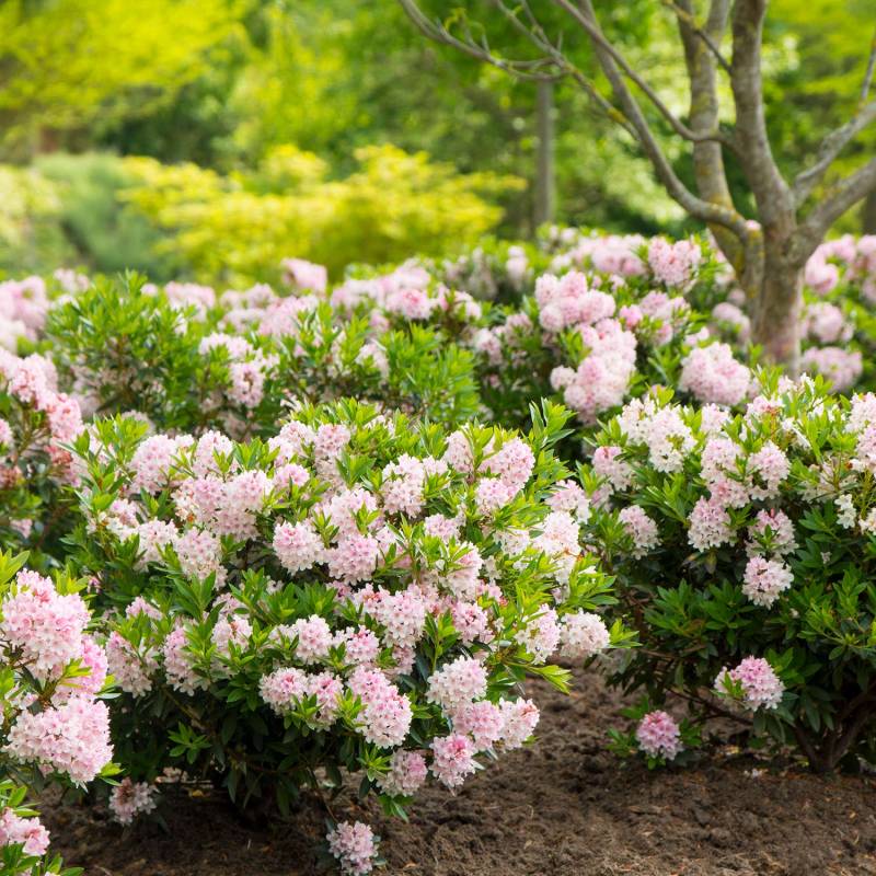 Rhododendron Nugget by &#039;Bloombux®&#039; - der blühende Buchsbaumersatz 1,3 Liter Container, 10 - 15 cm Liefergröße: 10 - 15 cm von Garten Schlüter