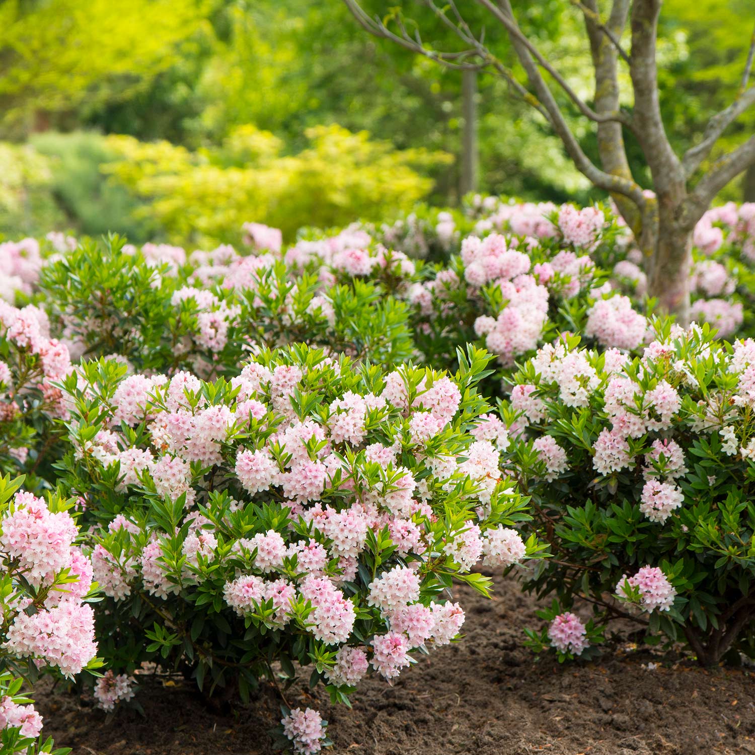 Rhododendron &#039;Bloombux®&#039; - der blühende Buchsbaumersatz 2 Liter Container, 25 - 30 cm Liefergröße: 25 - 30 cm von Garten Schlüter