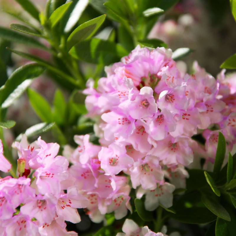 Zwerg-Rhododendron &#039;Bloombux&#039; - &#039;Magenta&#039;, 2 Liter, 20 - 30 cm Liefergröße: 20 - 30 cm von Garten Schlüter