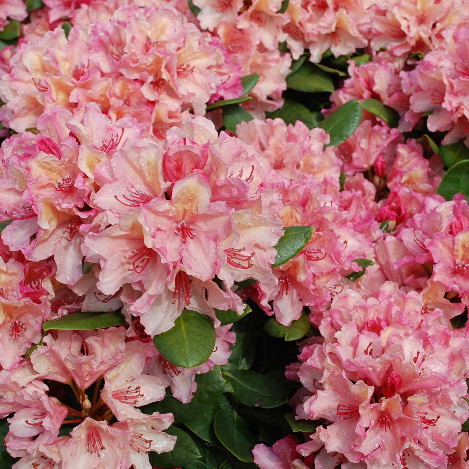 Rhododendron &#039;Brasilia®&#039; 5 Liter Container, 30 - 40 cm - Easydendron® Liefergröße: 30 - 40 cm von Garten Schlüter