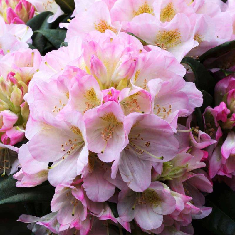 Rhododendron &#039;Brigitte&#039; Liefergröße: 30 - 40 cm von Garten Schlüter