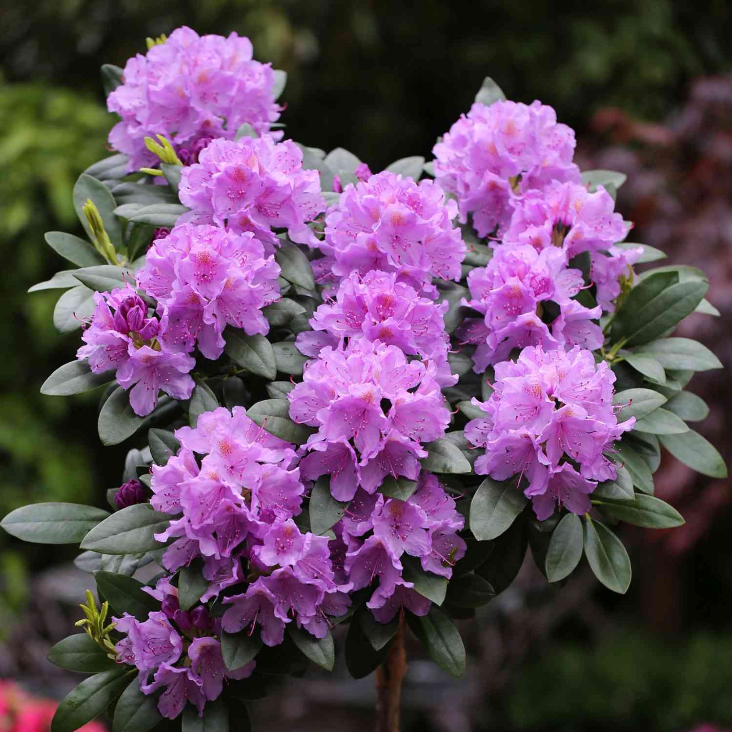 Rhododendron 'Catawbiense Grandiflora' C5 40 - 50 cm Liefergröße: 40 - 50 cm Rhododendron 'Catawbiense Grandiflora' C5 40 - 50 cm Liefergröße: 40 - 50 cm von Garten Schlüter