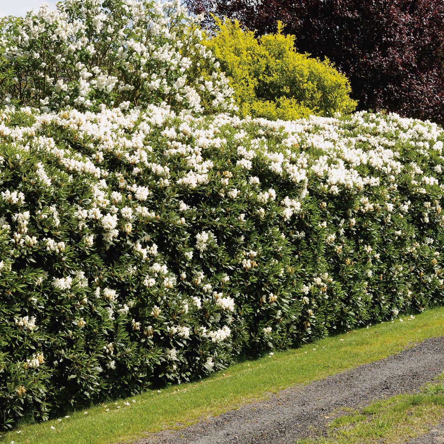 Rhododendron &#039;Easydendron® Dufthecke&#039; Liefergröße: 30 - 40 cm von Garten Schlüter