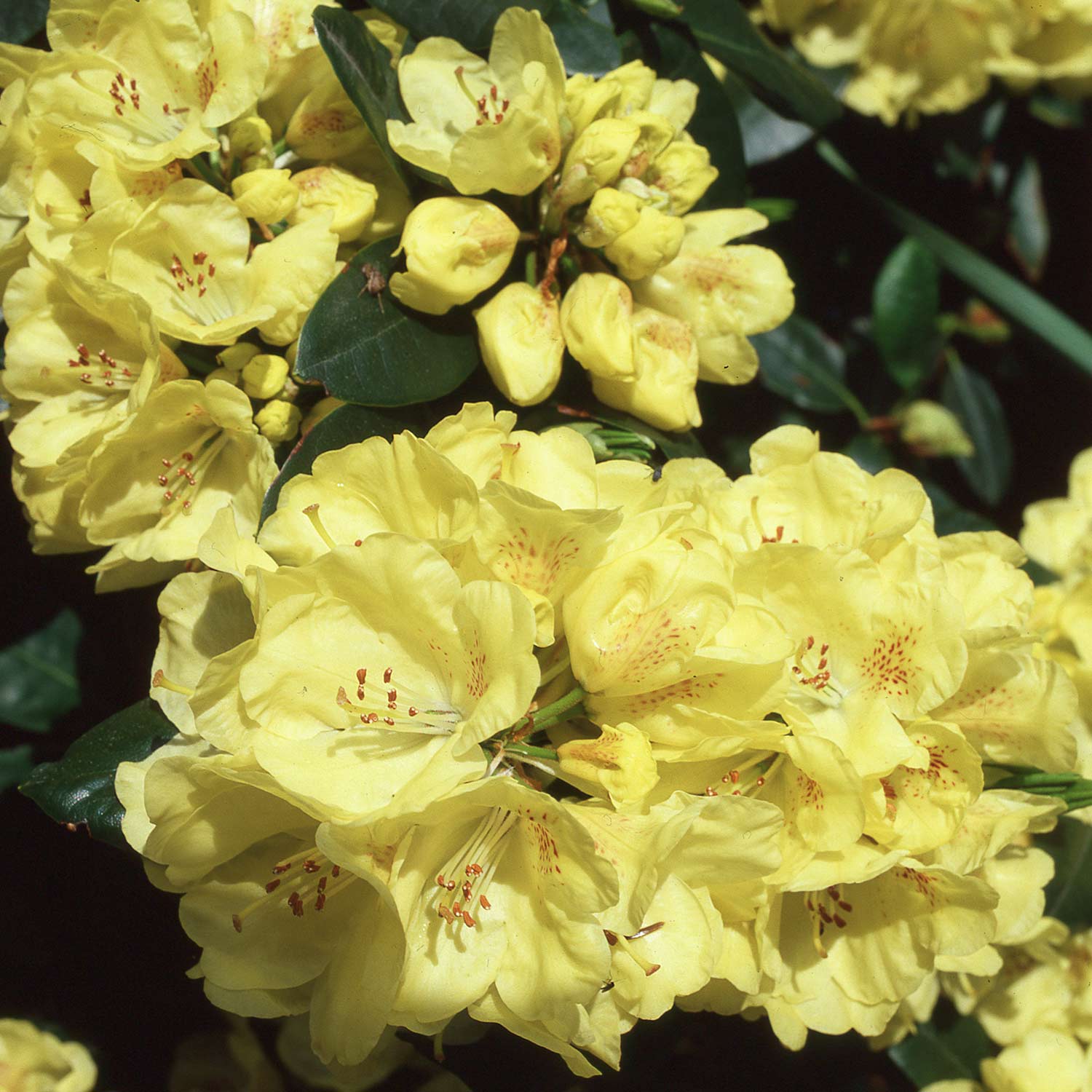 Rhododendron &#039;Goldinetta®&#039; Container, 30-40 cm - Easydendron® Liefergröße: 30-40 cm von Garten Schlüter