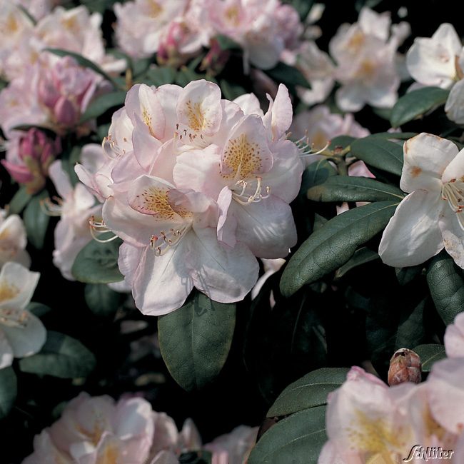 Rhododendron &#039;Gomer Waterer&#039; Easydendron® Liefergröße: 30-40 cm von Garten Schlüter