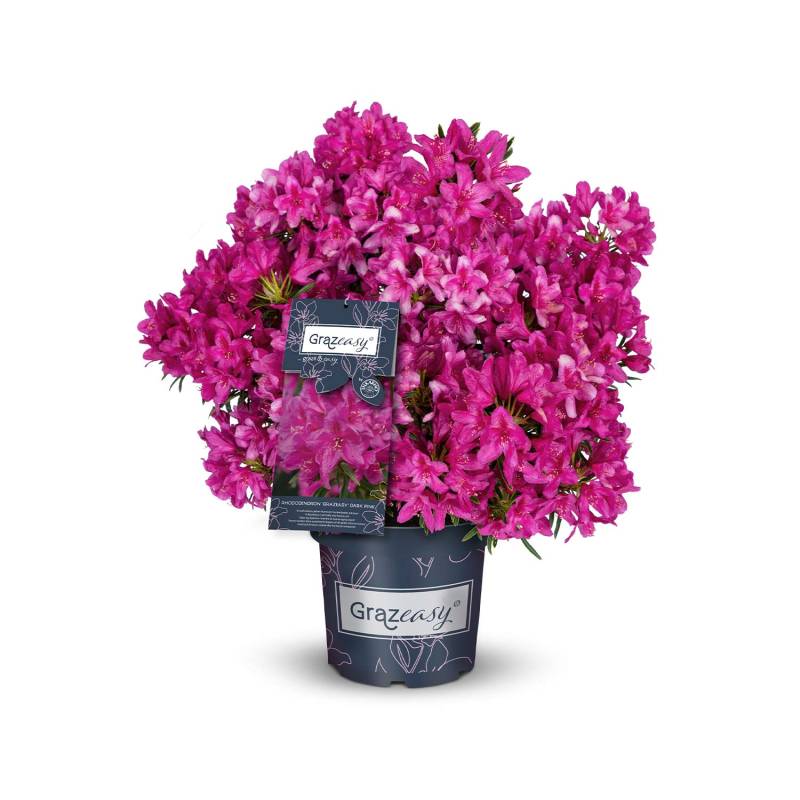 Rhododendron &#039;Grazeasy® Dark Pink®&#039; Liefergröße: 30 - 40 cm von Garten Schlüter