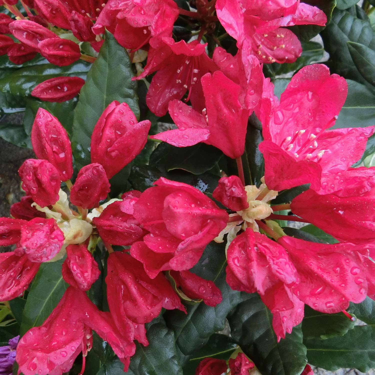 Rhododendron &#039;Hachmann&#039;s Feuerschein®&#039; - Container Liefergröße: 30-40 cm von Garten Schlüter