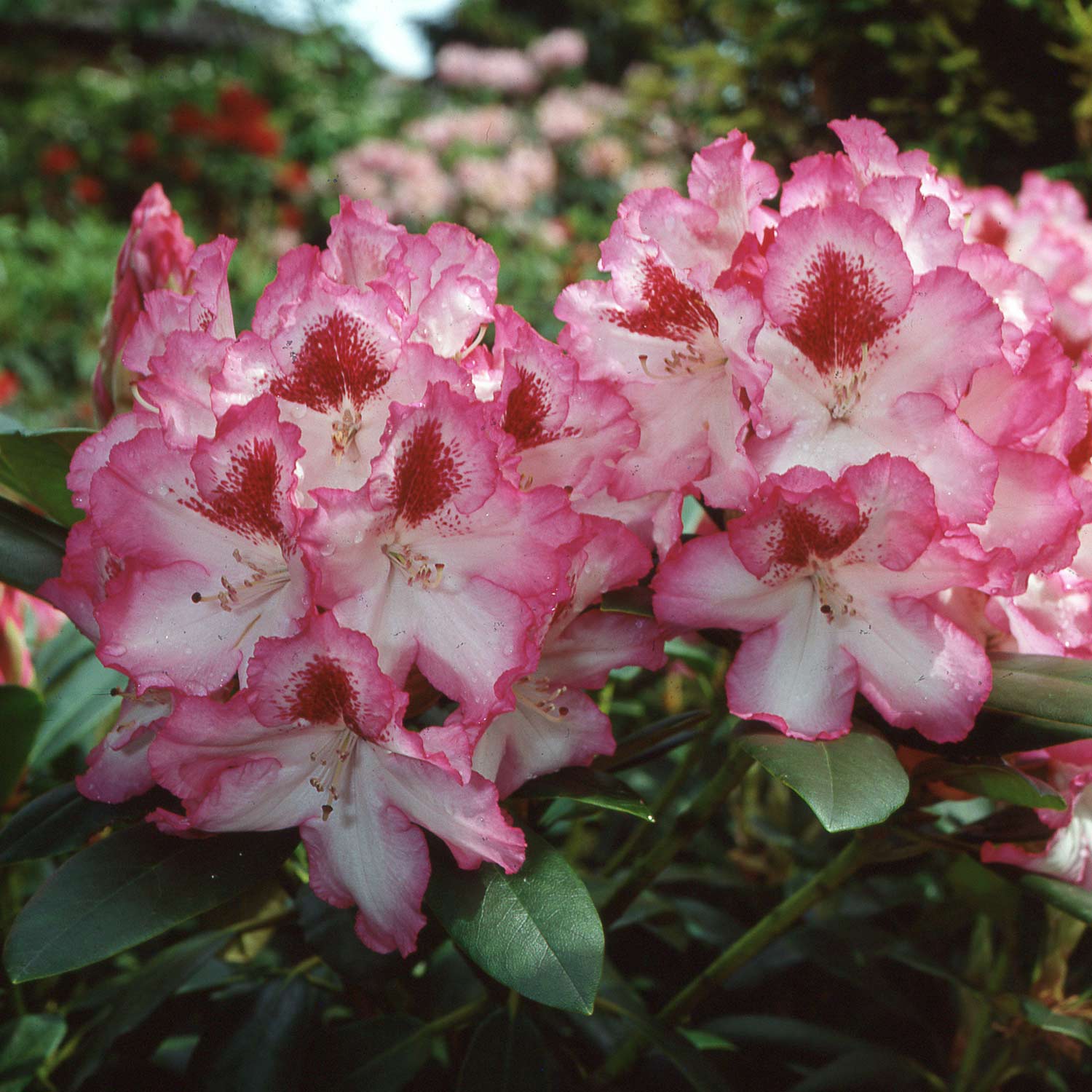 Rhododendron &#039;Hachmanns Charmant®&#039; Container, 30 - 40 cm - Easydendron® Liefergröße: 30 - 40 cm von Garten Schlüter