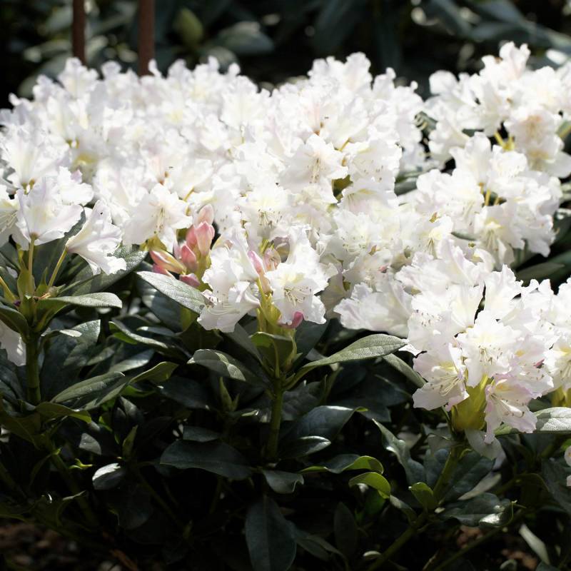 Rhododendron Hybride 'Cunninghams White' 5 Liter, 40 - 50 cm Liefergröße: 40 - 50 cm Rhododendron Hybride 'Cunninghams White' 5 Liter, 40 - 50 cm Liefergröße: 40 - 50 cm von Garten Schlüter