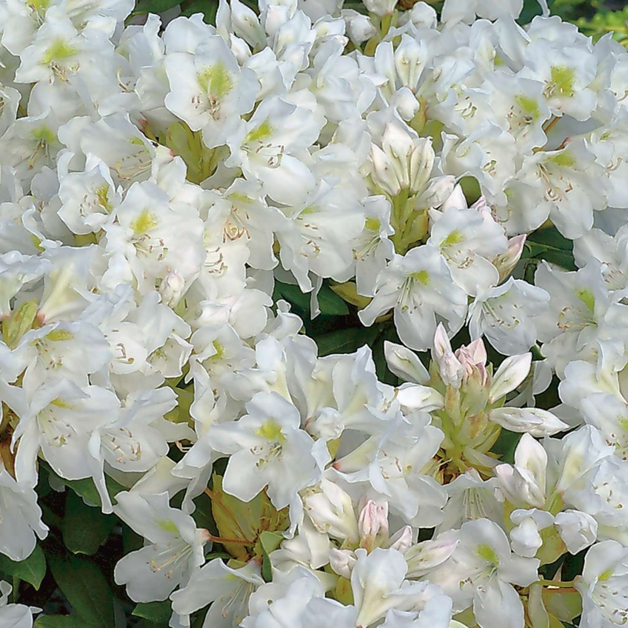 Rhododendron Hybride 'Cunninghams White' von Garten Schlüter
