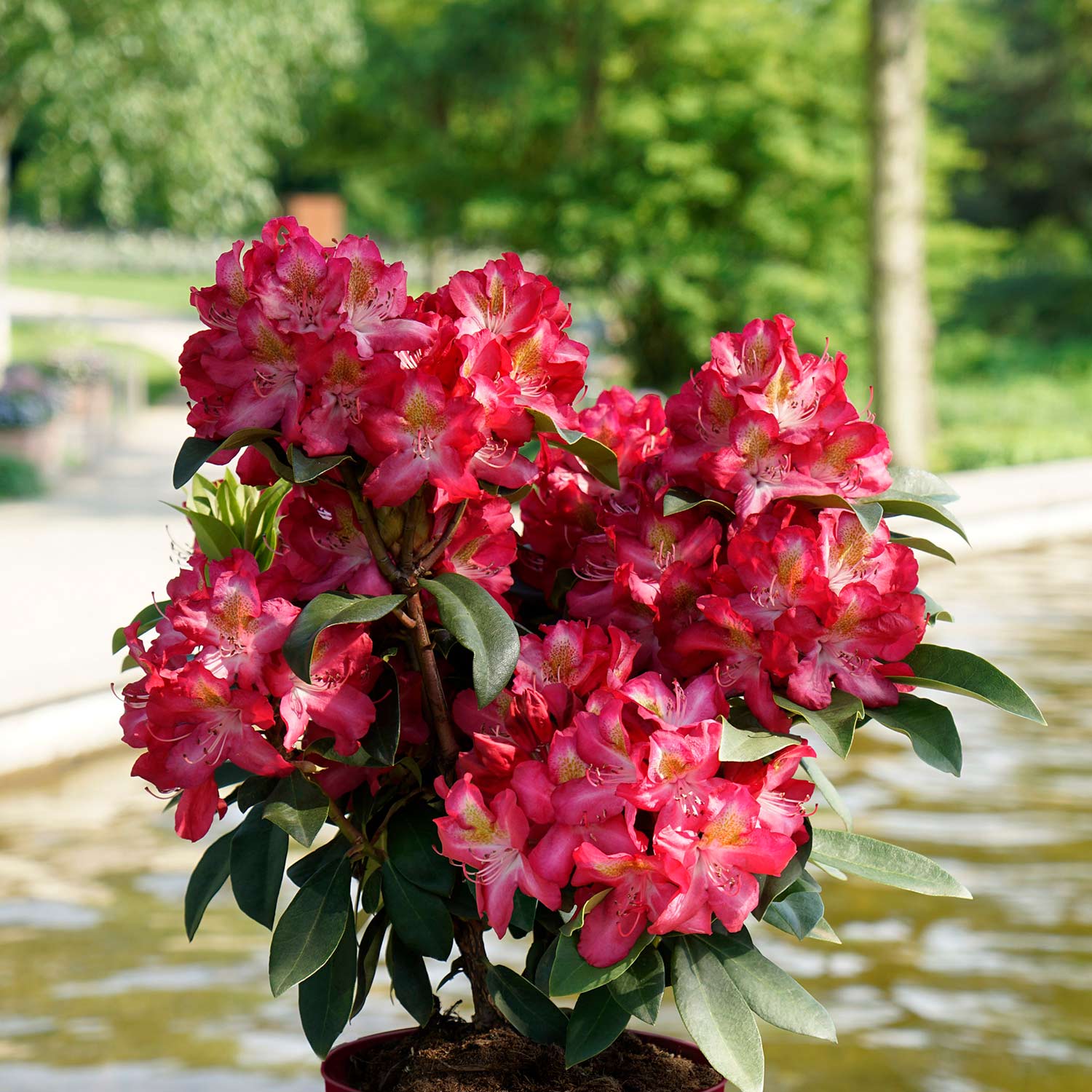 Rhododendron &#039;Junifeuer&#039; - Easydendron® Liefergröße: 30 - 40 cm von Garten Schlüter
