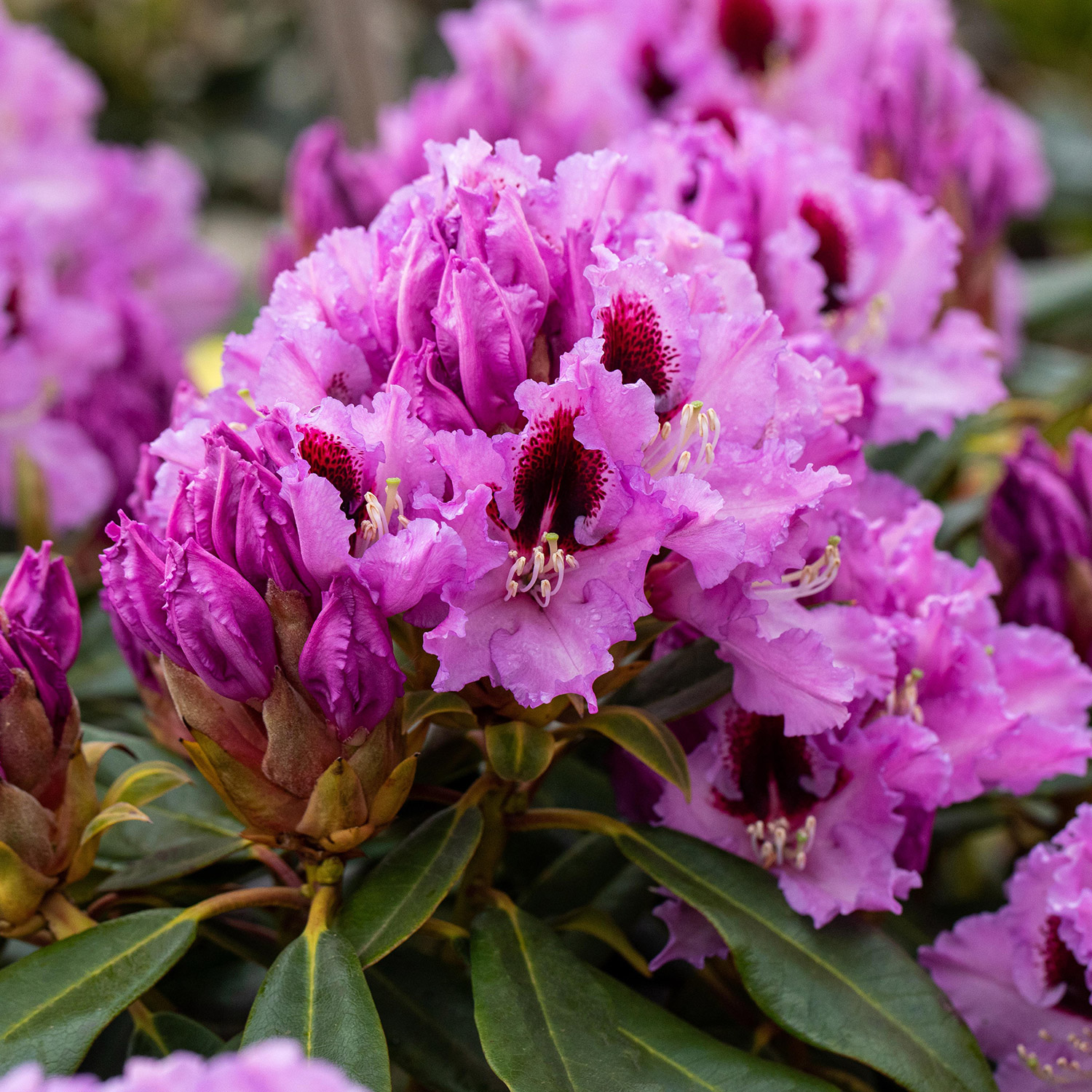 Rhododendron &#039;Kabarett®&#039;  Easydendron® Container, 30 - 40 cm Liefergröße: 30 - 40 cm von Garten Schlüter