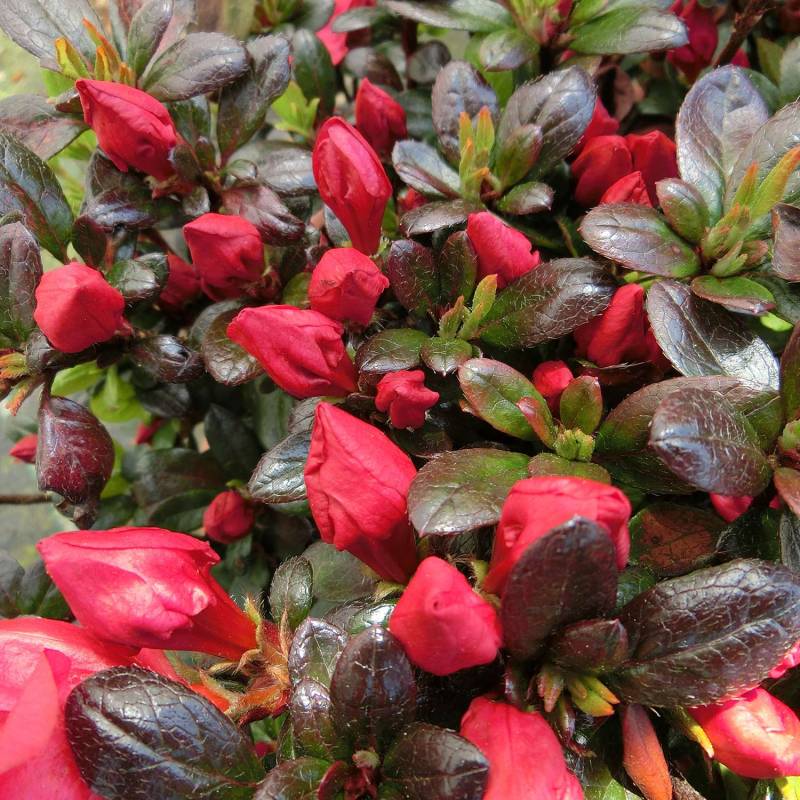 Rhododendron &#039;Little Red&#039; C3 Liefergröße: 25-30 cm von Garten Schlüter