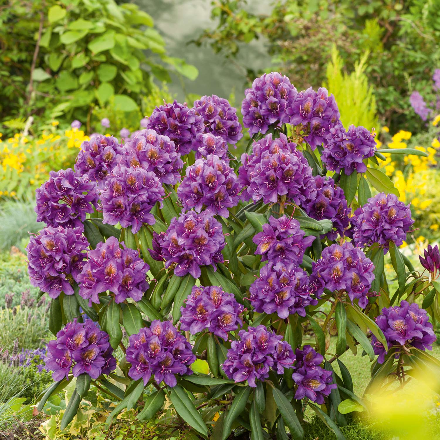 Rhododendron &#039;Marcel Menard&#039; - Easydendron® Liefergröße: 30 - 40 cm von Garten Schlüter