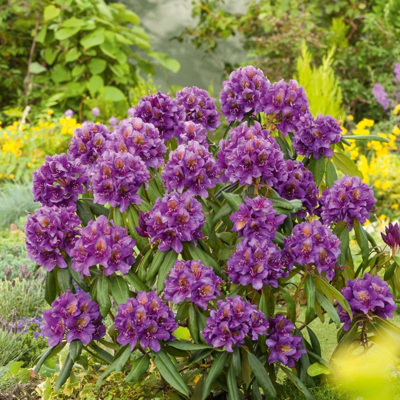 Rhododendron &#039;Marcel Menard&#039; - Easydendron® Liefergröße: 30 - 40 cm von Garten Schlüter
