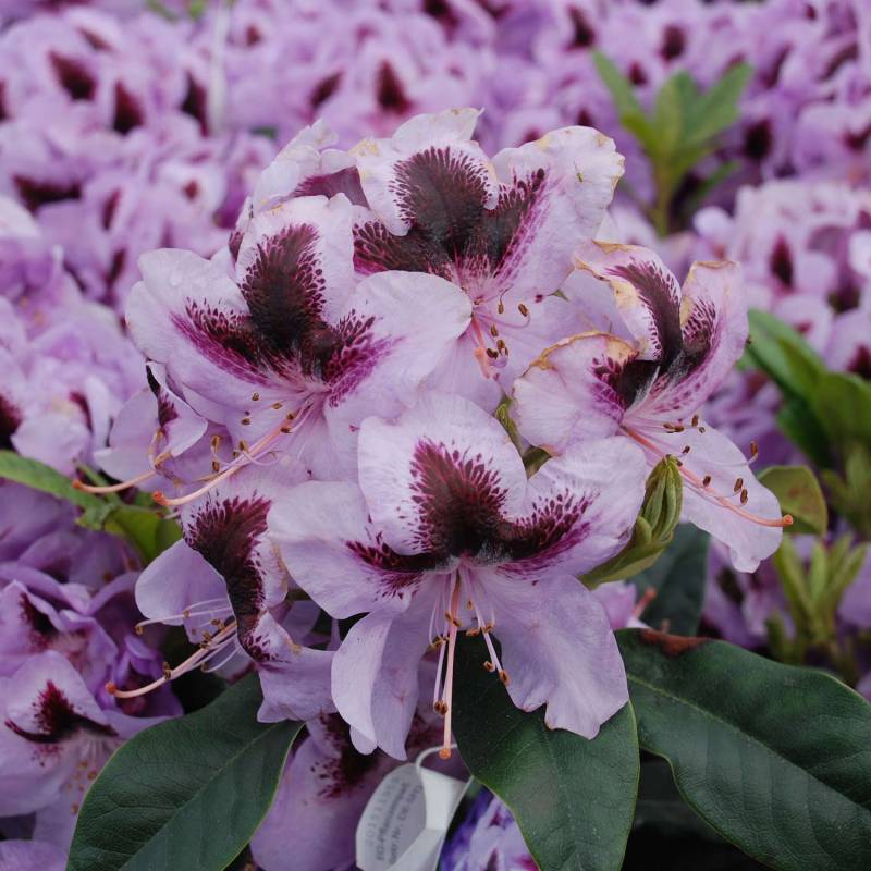 Rhododendron &#039;Metallica&#039; 5 Liter Container, 30 - 40 cm - Easydendron® Liefergröße: 30 - 40 cm von Garten Schlüter