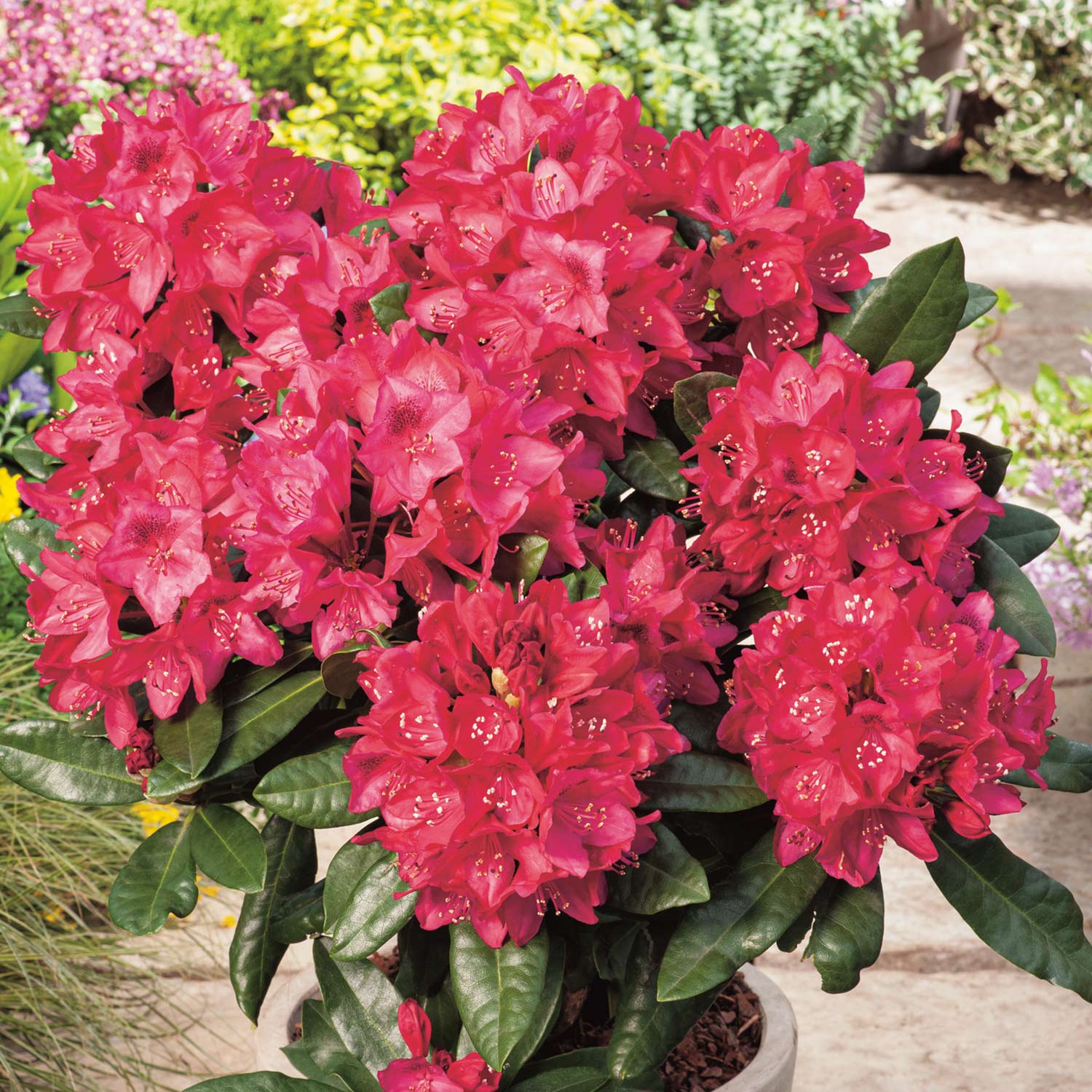 Rhododendron 'Nova Zembla' C5 40 - 50 cm Liefergröße: 40 - 50 cm Rhododendron 'Nova Zembla' C5 40 - 50 cm Liefergröße: 40 - 50 cm von Garten Schlüter