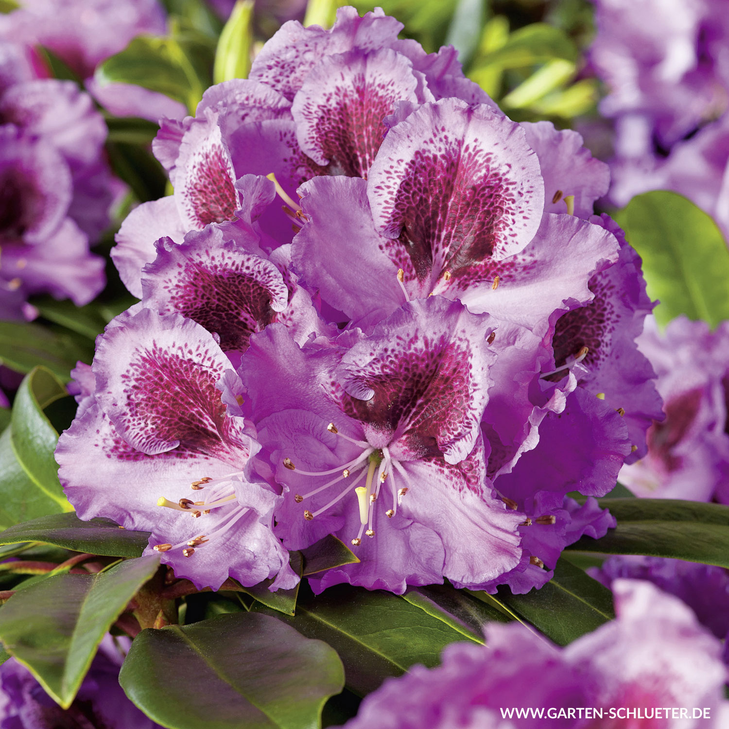 Rhododendron &#039;Pfauenauge&#039;® C5 30-40 Liefergröße: 30 - 40 cm von Garten Schlüter