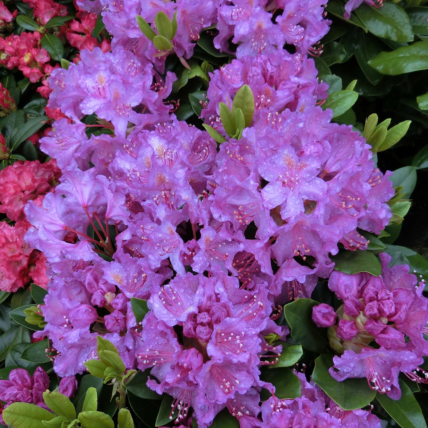 Rhododendron &#039;Pink Purple Dream®&#039; Liefergröße: ca. 30 - 40 cm von Garten Schlüter