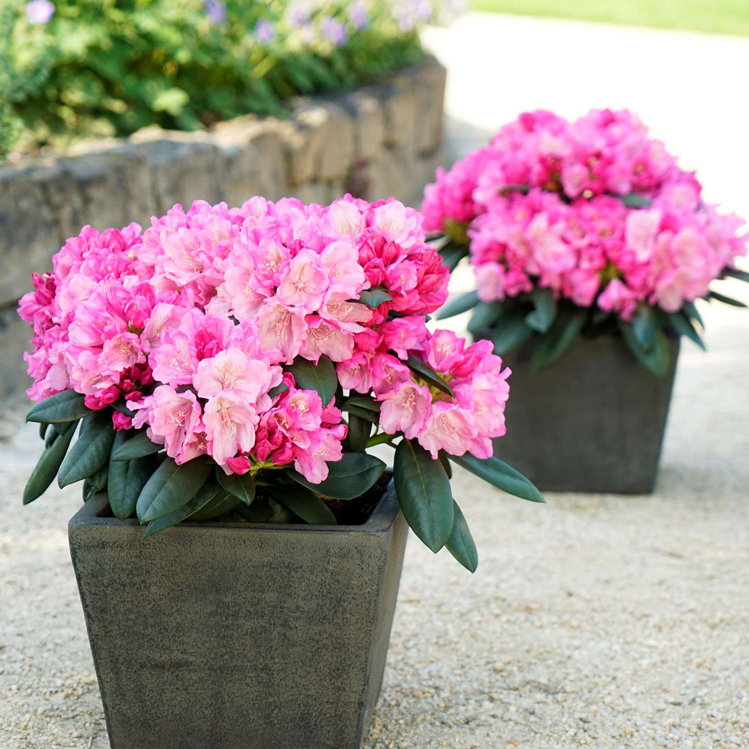 Rhododendron &#039;Polaris&#039; - Easydendron® Liefergröße: 25 - 30 cm von Garten Schlüter
