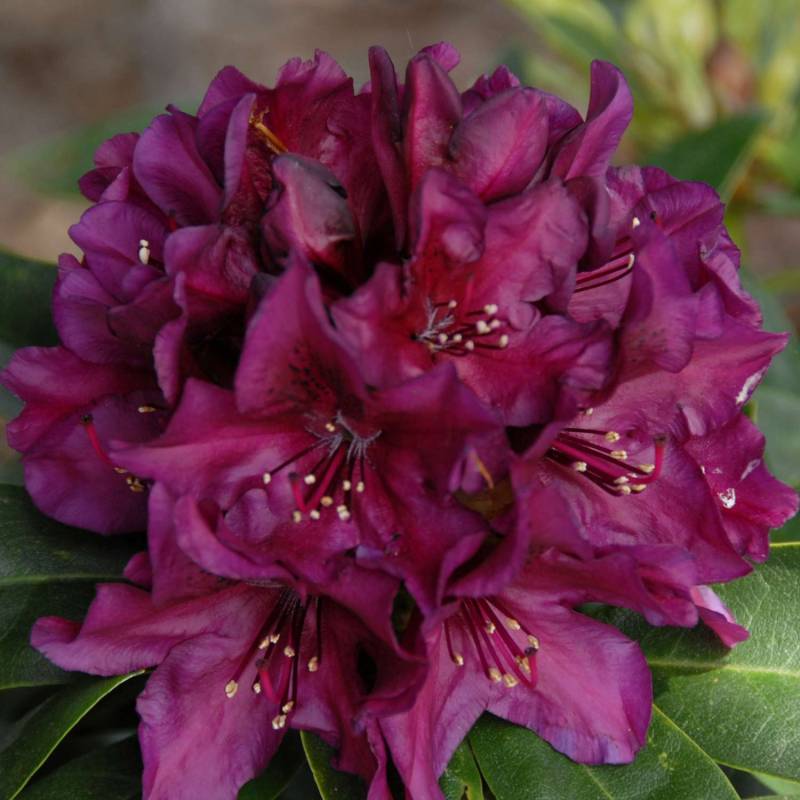 Rhododendron &#039;Polarnacht&#039; Liefergröße: 30 - 40 cm - KLASSISCH von Garten Schlüter