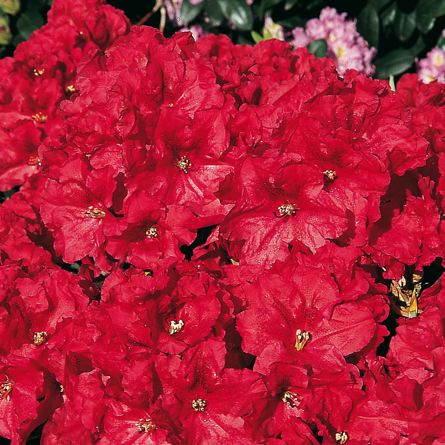 Rhododendron &#039;Rabatz®&#039; Container, 30-40 cm - Easydendron® Liefergröße: 30-40 cm von Garten Schlüter