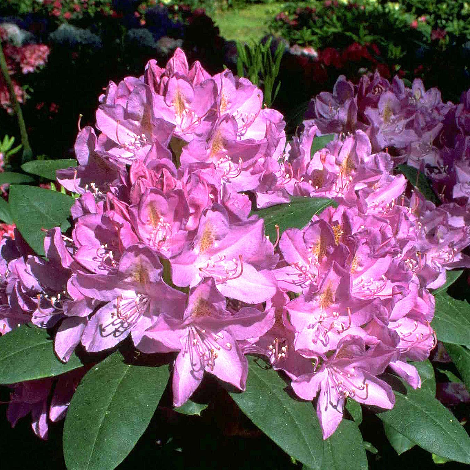 Rhododendron 'Roseum Elegans' 5-7,5 Liter, 40 - 50 cm Liefergröße: 40 - 50 cm Rhododendron 'Roseum Elegans' 5-7,5 Liter, 40 - 50 cm Liefergröße: 40 - 50 cm von Garten Schlüter