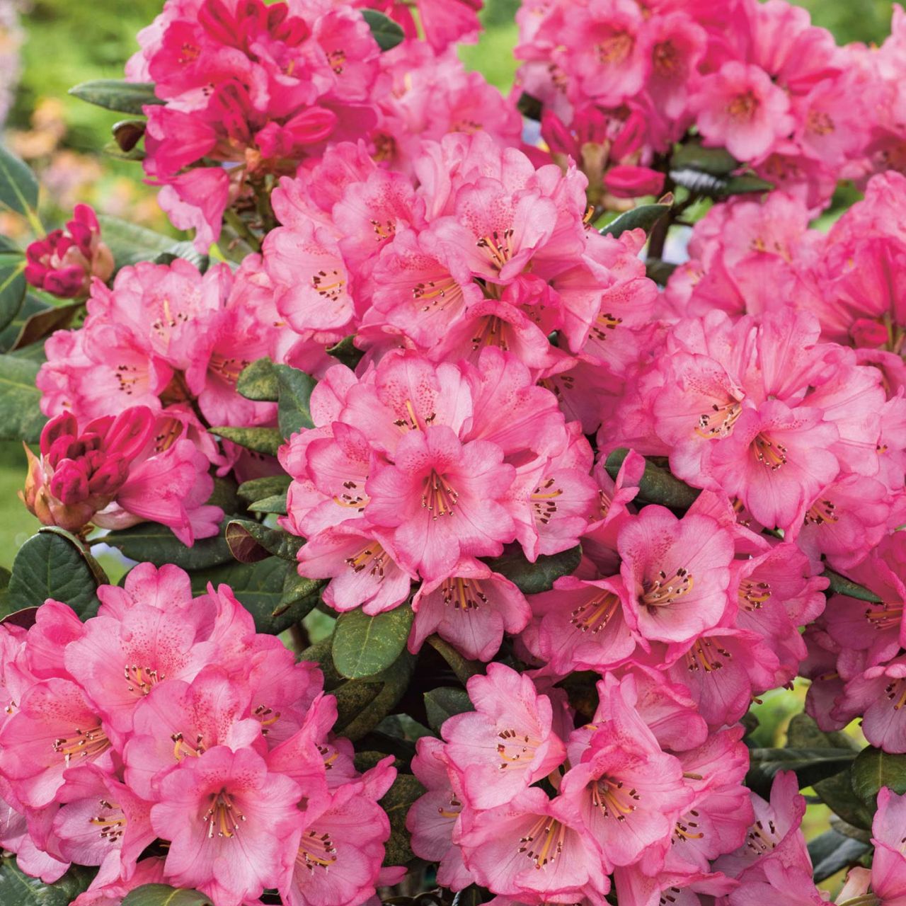 Rhododendron 'Wine & Roses' von Garten Schlüter