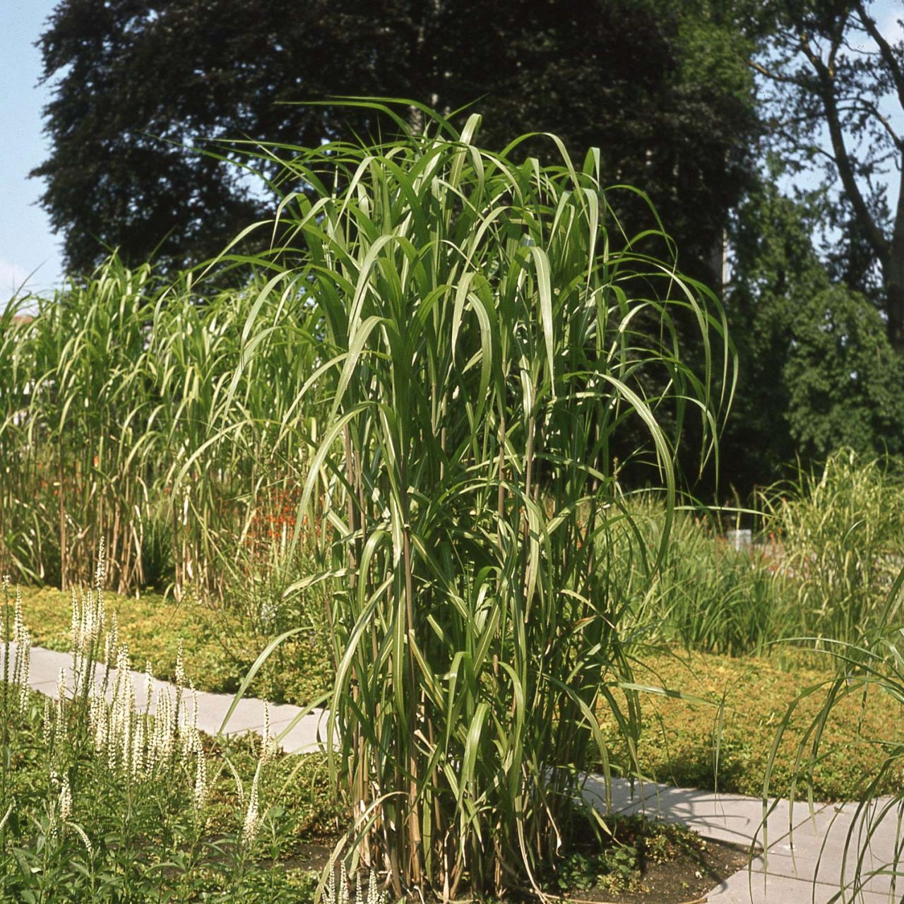 Riesen-Chinaschilf von Garten Schlüter