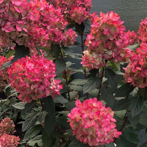 Rispenhortensie 'Bloody Marie' - Hydrangea paniculata, pflegeleicht, tolles Farbspiel, im 5 Liter Topf von Garten Schlüter