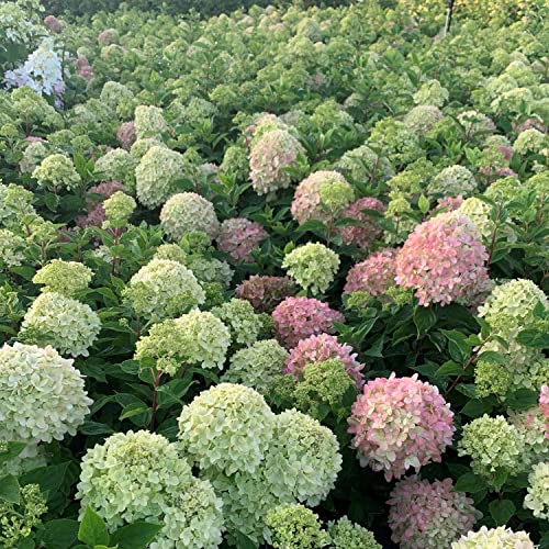 Rispenhortensie Little Lime limonengrün-rosa - Hortensie winterhart & mehrjährig - Hydrangea paniculata - 1 Pflanze von Garten Schlüter - Pflanzen in Top Qualität von Garten Schlüter