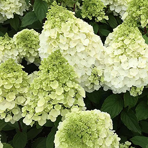 Rispenhortensie Magical Mont Blanc weiß - Hortensie winterhart & mehrjährig - Hydrangea paniculata - 1 Pflanze von Garten Schlüter - Pflanzen in Top Qualität von Garten Schlüter