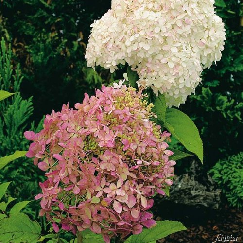 Rispenhortensie Phantom cremeweiß-rosarot - Hortensie winterhart & mehrjährig - Hydrangea paniculata - 1 Pflanze von Garten Schlüter - Pflanzen in Top Qualität von Garten Schlüter