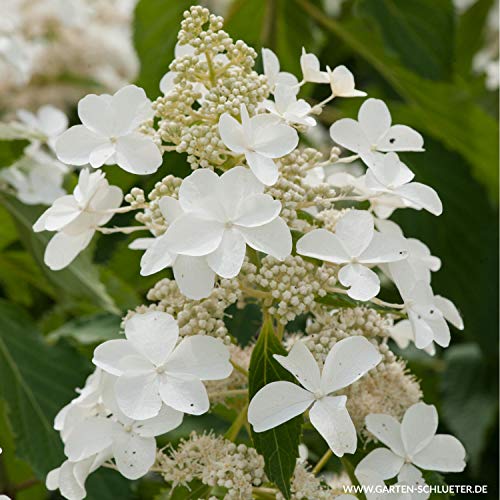 Rispenhortensie Pink Lady weiß-rosa - Hortensie winterhart & mehrjährig - Hydrangea paniculata - 1 Pflanze von Garten Schlüter - Pflanzen in Top Qualität von Garten Schlüter