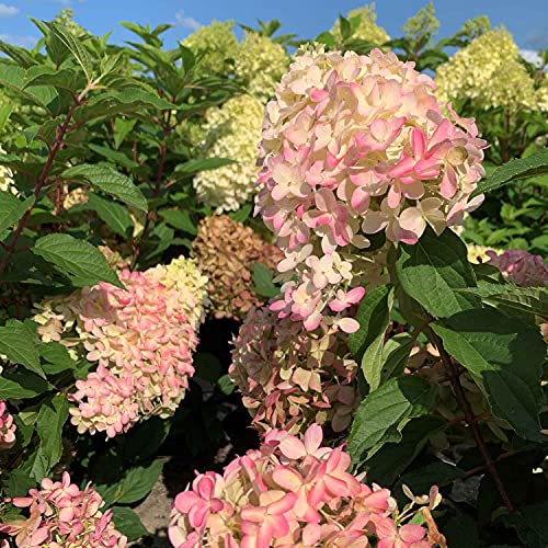 Rispenhortensie Pinkachu cremeweiß-rosa - Hortensie winterhart & mehrjährig - Hydrangea paniculata - 1 Pflanze von Garten Schlüter - Pflanzen in Top Qualität von Garten Schlüter