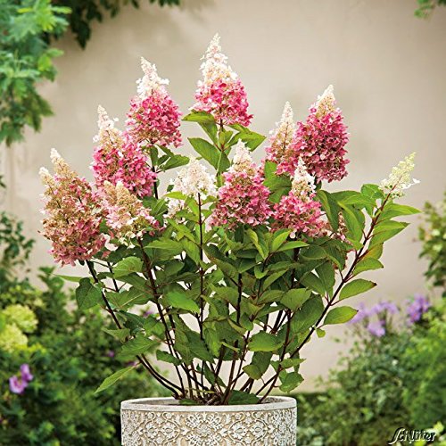 Rispenhortensie Pinky Winky weiß-rosapink - Hortensie winterhart & mehrjährig - Hydrangea paniculata - 1 Pflanze von Garten Schlüter - Pflanzen in Top Qualität von Garten Schlüter