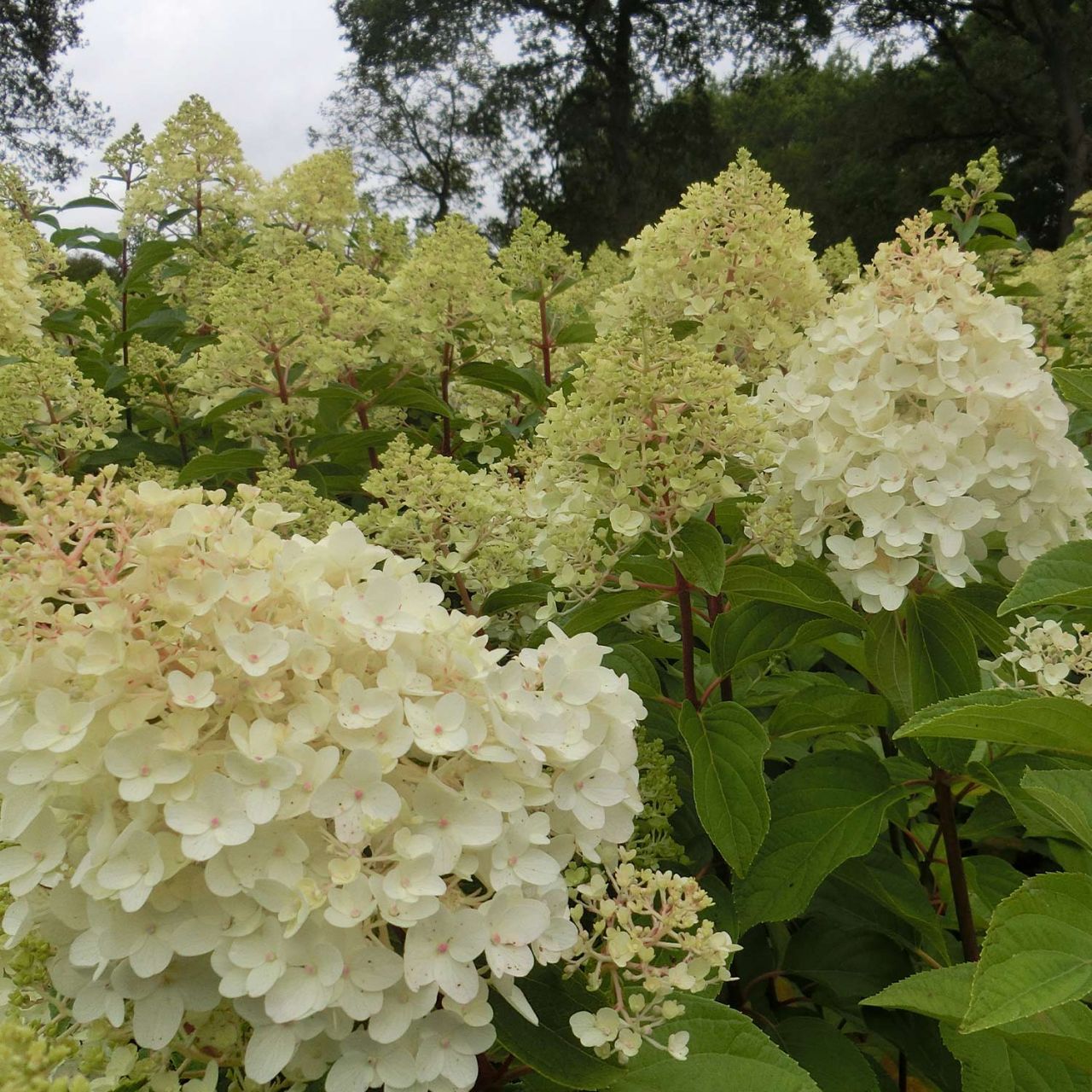 Rispenhortensie 'Silver Dollar®' von Garten Schlüter