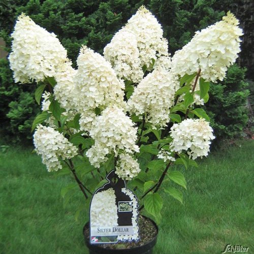 Rispenhortensie Silver Dollar weiß - Hortensie winterhart & mehrjährig - Hydrangea paniculata - 1 Pflanze von Garten Schlüter - Pflanzen in Top Qualität von Garten Schlüter