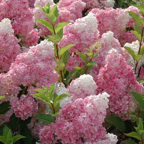 Rispenhortensie Vanilla Fraise cremeweiß-rosa- purpurrot - Hortensie winterhart & mehrjährig - Hydrangea paniculata - 1 Pflanze von Garten Schlüter - Pflanzen in Top Qualität von Garten Schlüter