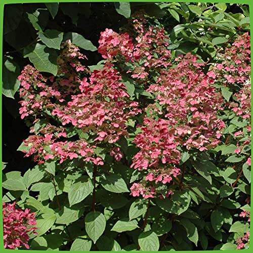 Rispenhortensie Wims Red weiß-rosa-rot - Hortensie winterhart & mehrjährig - Hydrangea Paniculata - 1 Pflanze von Garten Schlüter - Pflanzen in Top Qualität von Garten Schlüter