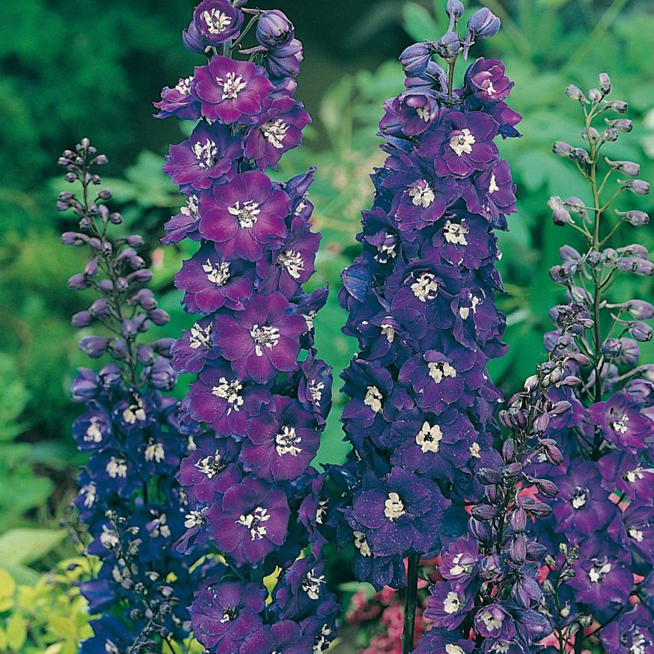 Rittersporn 'Pacific Giant' von Garten Schlüter