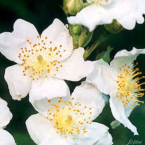 Rosa multiflora von Garten Schlüter