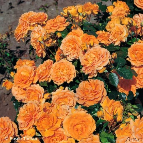Rose 'Goldelse®' - Beetrose orange Blüten - Orange Rose Pflanze Winterhart Halbschattig gesundes Laub - von Garten Schlüter - Pflanzen in Top Qualität von Garten Schlüter