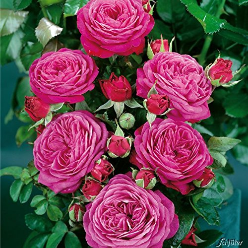 Rose 'Heidi Klum Rose®' - Beetrose violette Blüten - Pinke Rose Pflanze Winterhart Halbschattig gesundes Laub - von Garten Schlüter - Pflanzen in Top Qualität von Garten Schlüter