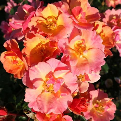Rose Jazz® - Bodendeckerrose mehrfarbige Blüten in Orange Apricot Gelb - Kleinstrauchrose Pflanze Duftend Winterhart Halbschattig Mehltau-Resistent von Garten Schlüter - Pflanzen in Top Qualität von Garten Schlüter